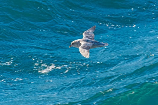 Northern Fulmar in Flight Over the Arctic Seas by the Svalbard Islands in Norway