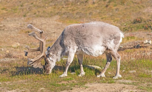 Reindeer Feeding on the Arctic Tundra Near Longyearbyen in the Svalbard Islands in Norway