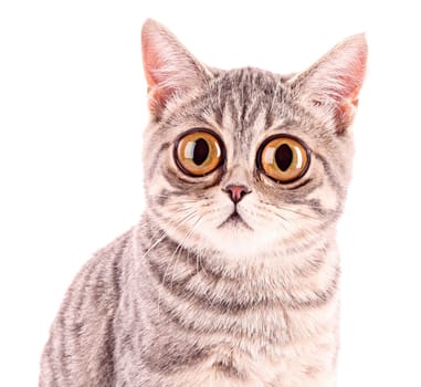 Young funny surprised cat closeup isolated on white