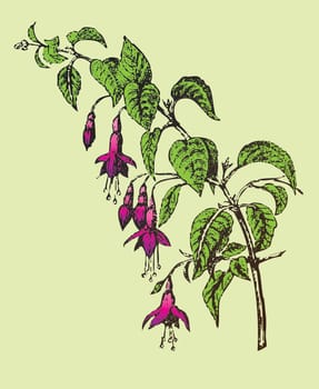 Fuchsia flower branch-vector with colors layer separated