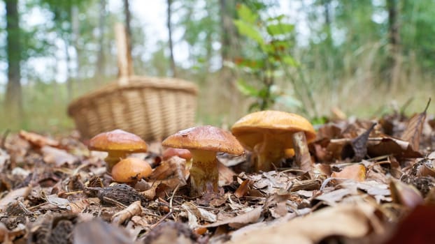edible Greville's bolete, Suillus grevillei and a basket to collect in autumn in the forest