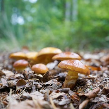 edible Greville's bolete, Suillus grevillei in autumn in a forest