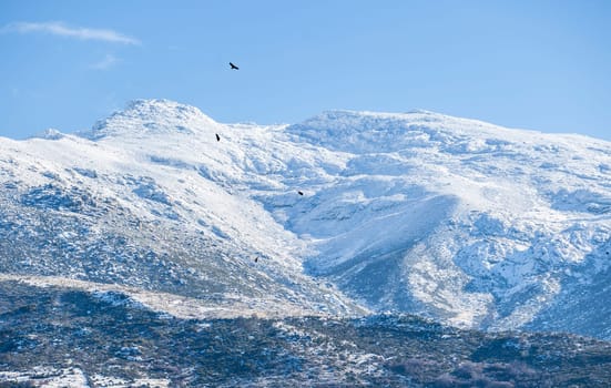 Vultures ascending over snowy peaks of the Sierra de Gredos. La Garganta, Ambroz Valley, Extremadura, Caceres, Spain