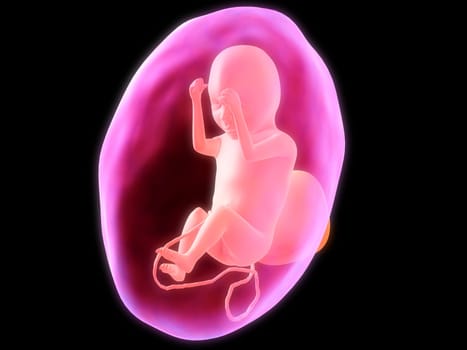 3d rendered illustration of a human fetus