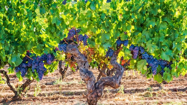 Cannonau grapes. Majestic old vine stock, with bunches of ripe grapes hanging from the branches between the leaves. Traditional agriculture. Sardinia.