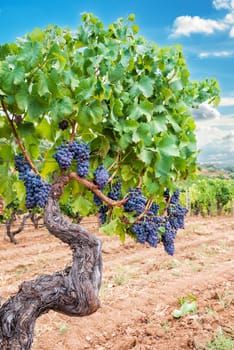 Cannonau grapes. Majestic old vine stock, with bunches of ripe grapes hanging from the branches between the leaves. Traditional agriculture. Sardinia.