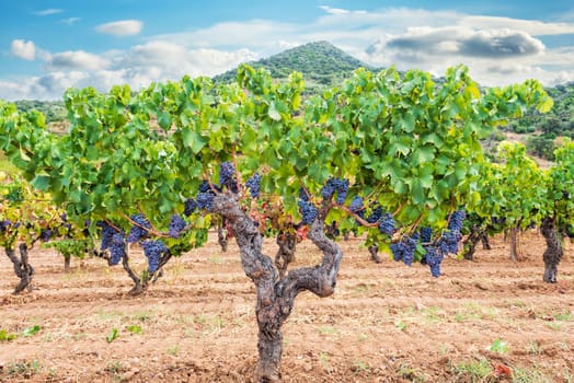 Cannonau grapes. Majestic old vine stock, with bunches of ripe grapes hanging from the branches between the leaves. Traditional agriculture. Sardinia.