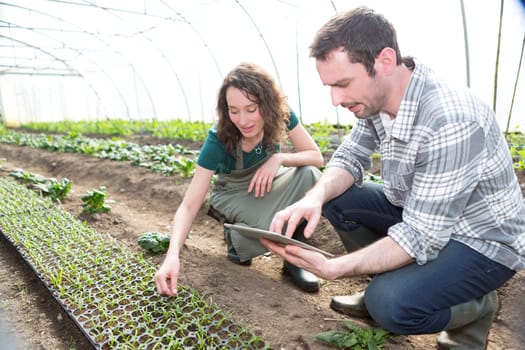 View of a Farmer teaching new employee to gardening