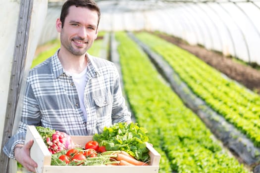 View of a Young attractive woman harvesting vegetable in a greenhouse