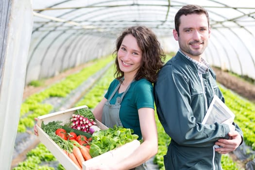View of a Farmer team at work in a greenhouse