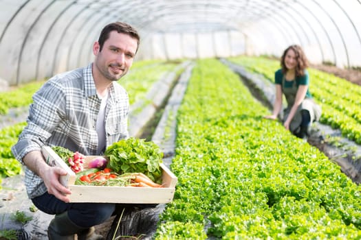 View of a Young attractive woman harvesting vegetable in a greenhouse