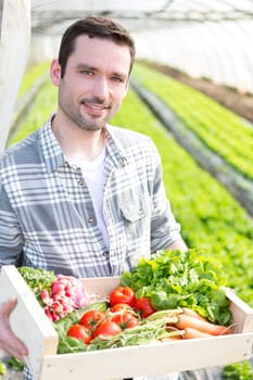 View of a Young attractive woman harvesting vegetable in a greenhouse