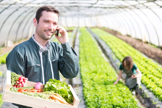 View of a Young attractive woman harvesting vegetable in a greenhouse