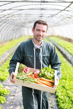 View of a Young attractive woman harvesting vegetable in a greenhouse