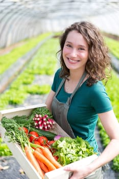 View of an Young attractive woman harvesting vegetable in a greenhouse