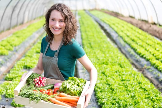 View of an Young attractive woman harvesting vegetable in a greenhouse