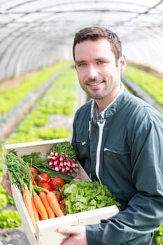 View of a Young attractive woman harvesting vegetable in a greenhouse