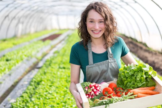 View of an Young attractive woman harvesting vegetable in a greenhouse