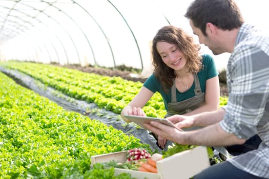 View of a Farmer teaching new employee to gardening