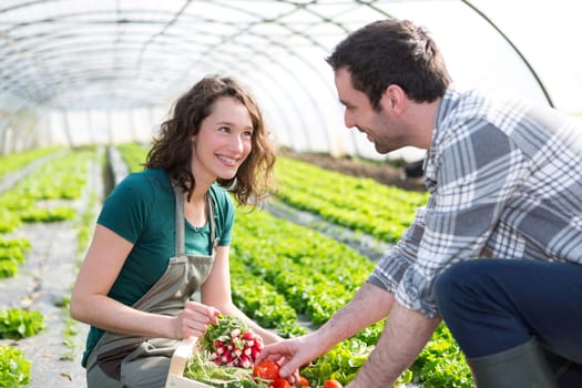 View of a Farmer teaching new employee to gardening