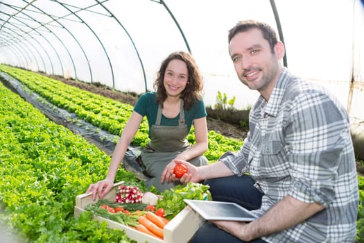 View of a Farmer teaching new employee to gardening