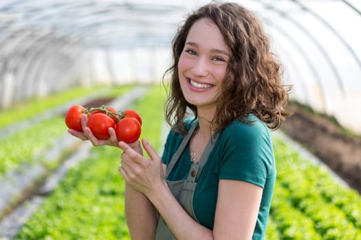 View of a Young attractive farmer harvesting tomatoes