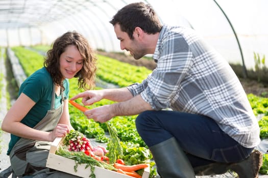 View of a Farmer teaching new employee to gardening