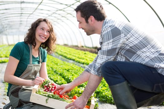 View of a Farmer teaching new employee to gardening