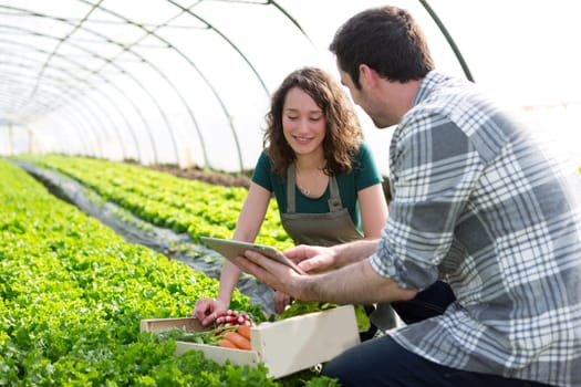 View of a Farmer teaching new employee to gardening
