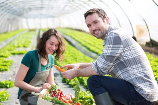 View of a Farmer teaching new employee to gardening