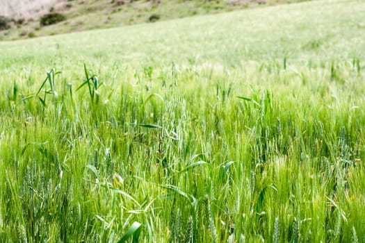 sea green wheat. In front of a field of wheat, seem like a green sea