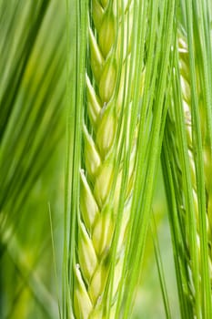 Inside green spike, macro image of a wheat spike.