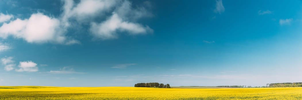 Clear SkyAbove Spring Rural Landscape. Grove In Camola Colza Rapeseed Field. Agricultural And Weather Forecast Concept. Panorama.