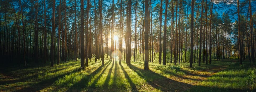 Beautiful Sunset Sunrise Sun Sunshine In Sunny Summer Coniferous Forest. Sunlight Sunbeams Through Woods In Forest Landscape. Panorama Panoramic View