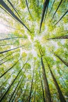Looking Up In Beautiful Pine Deciduous Forest Trees Woods Canopy. Bottom View Wide Angle Background. Greenwood Forest. Trunks And Branches With Fresh Spring Lush.