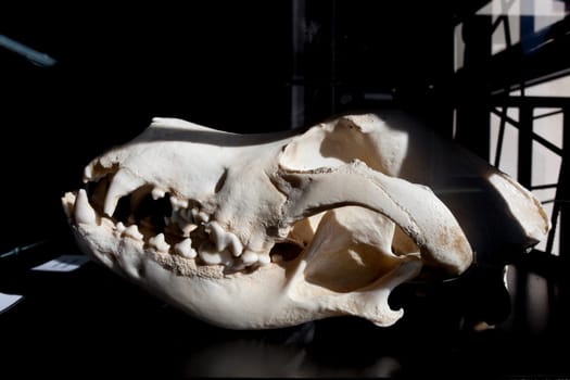 La Garganta, Spain - Nov 21th, 2020: Great Dane dog cranium, large sized dog breed originating from Germany