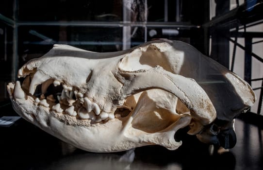 La Garganta, Spain - Nov 21th, 2020: Great Dane dog cranium, large sized dog breed originating from Germany