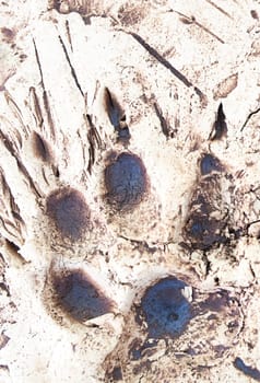 La Garganta, Spain - Nov 21th, 2020: Wolf trails printed over plaster slab. Iberian wolf visitors centre, La Garganta, Caceres, Extrenadura, Spain