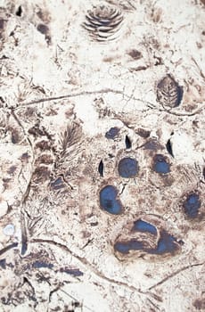 La Garganta, Spain - Nov 21th, 2020: Wolf trails printed over plaster slab. Iberian wolf visitors centre, La Garganta, Caceres, Extrenadura, Spain