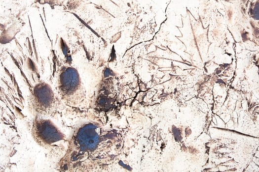 La Garganta, Spain - Nov 21th, 2020: Wolf trails printed over plaster slab. Iberian wolf visitors centre, La Garganta, Caceres, Extrenadura, Spain