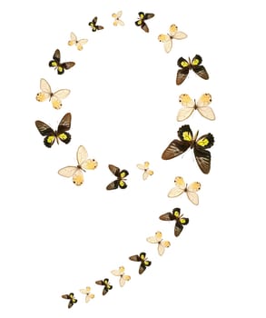 Nine number butterfly show isolated