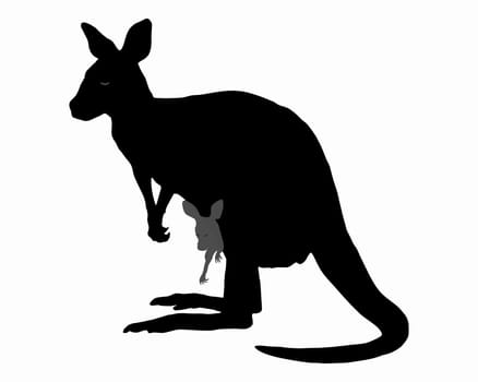 Kangaroo with baby