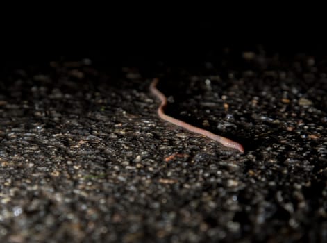 Worm Crawling on Asphalt