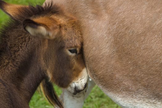 baby donkey farm animal jackass green meadow funny colt with mother big ears countryside ranch
