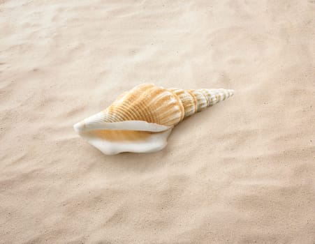 Empty seashell isolated on the sand, beach, sea