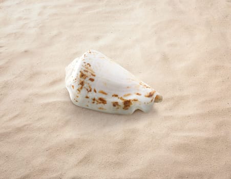 Empty seashell isolated on the sand, beach, sea