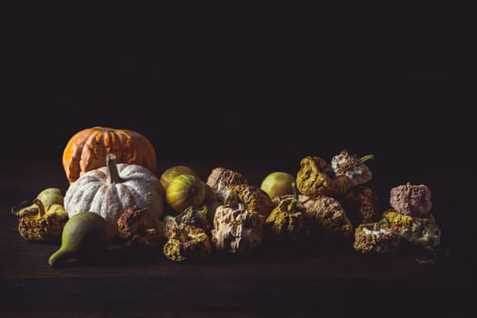 Rotten pumpkins after Thanksgiving and Halloween on black background.