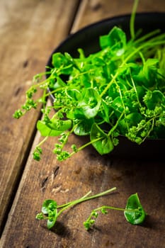 Miner's Lettuce, Winter Purslane (Claytonia perfoliata), very tasty vegetable, which can be grown even in winter thanks to frost resistance