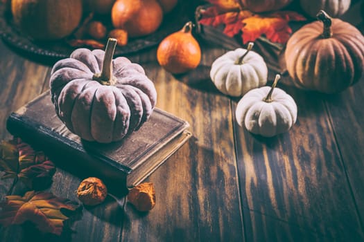 Rustic autumn still life with different pumpkins on wooden surface in vintage style