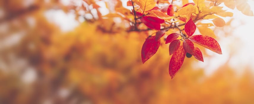 Close-up view of the branch with colourful leaves in autumnal park. Concept of wallpaper and banner.